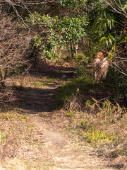 枯草や枯木が広がる冬の登山道