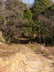 枯草や枯木が広がる冬の登山道