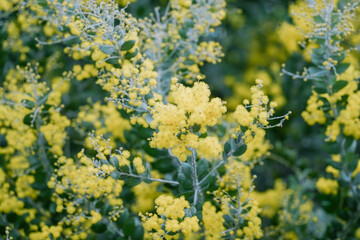 Mimosa tree with bunches of fluffy tender flowers of it. Background of yellow mimosa tree. Concept of holidays and mimosa flower decoration. Spring, Easter greeting card. Nature background.