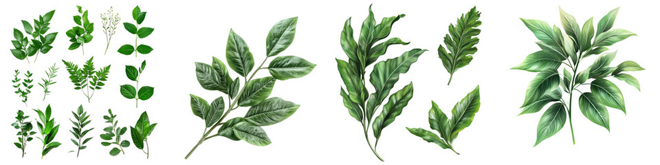 Obraz premium Green leaves – Foliage used alongside flowers like carnations to create fuller lush arrangements. Isolated on Clear White Background Highly Detailed