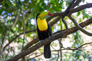 Toucan perched on a tree limb in the rainforests of Costa Rica