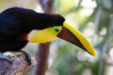Toucan perched on a tree limb in the rainforests of Costa Rica