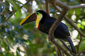 Toucan perched on a tree limb in the rainforests of Costa Rica