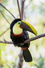 Toucan perched on a tree limb in the rainforests of Costa Rica