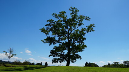 Fototapeta premium Nara Park – Home of Free-Roaming Deer and Historic Temples in Nara, Japan
