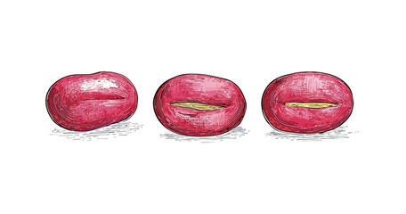 Fototapeta premium Tre chicchi di caffè rossi illustrati a mano con sfondo trasparente, primo piano botanico dettagliato.