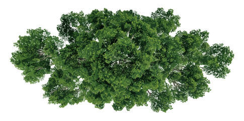 Obraz premium Vista aerea dall'alto di una chioma d'albero verde lussureggiante con sfondo trasparente per composizioni grafiche.