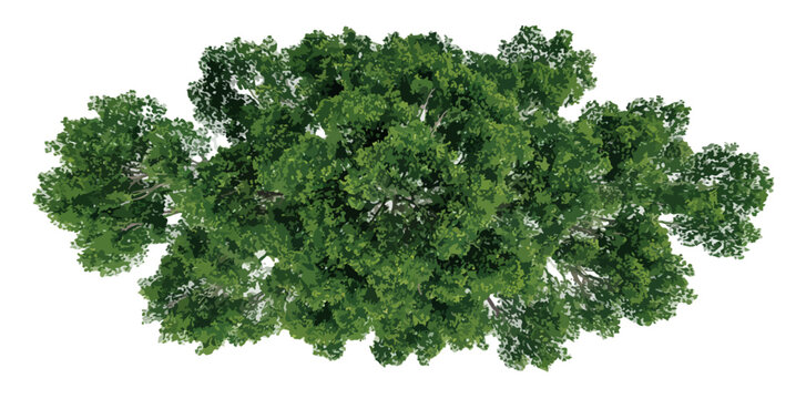 Vista aerea dall'alto di una chioma d'albero verde lussureggiante con sfondo trasparente per composizioni grafiche.