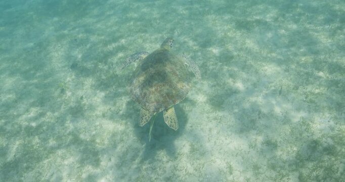 A lone sea turtle glides gracefully over a shallow seagrass bed in clear tropical waters, captured from above in a tranquil marine environment