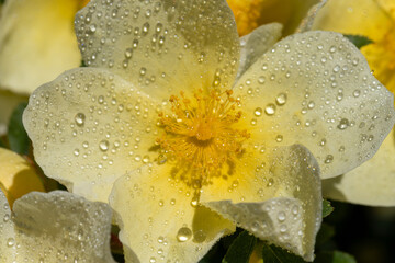A closeup of a pale yellow flower rose speckled with tiny dew droplets, showcasing delicate petals...