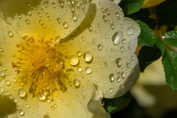 A vivid close-up of a yellow flower rose covered in glistening water droplets. The macro shot...