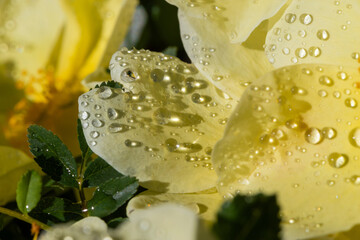 Macro Closeup Of Yellow Rose With Water Droplets For Stock Photography Bright Natural Floral Beauty