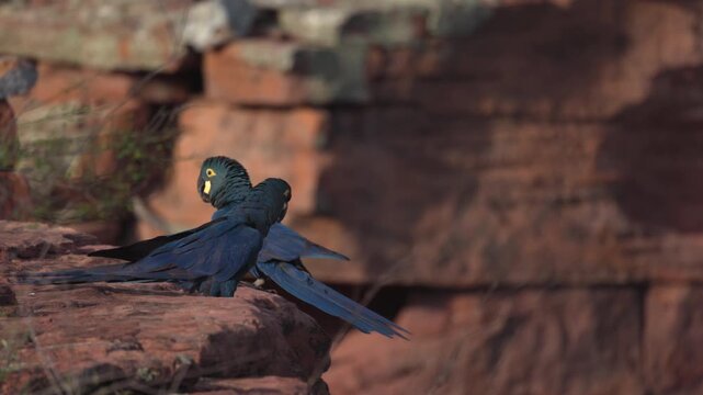 Slow Motion perched n flapping Endangered Lears Indigo Macaw parrot bird nesting cliff in Caatinga2