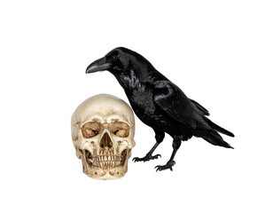 Fototapeta premium Raven and human skull on white background with stark contrast