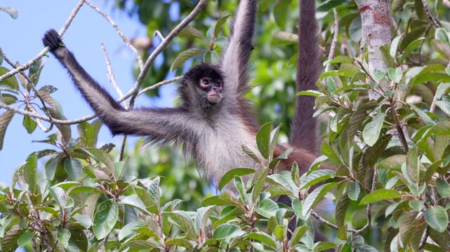 Spider Monkey Rainforest tropical scratching relaxed jungle guatemala central America