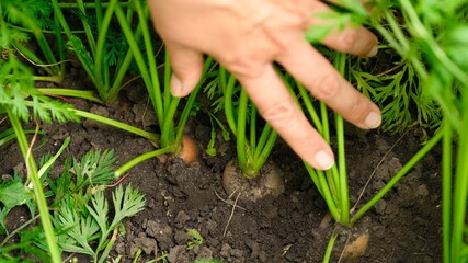 Close-up shot of a woman hand showing fresh carrots on the garden bed