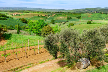 Beautiful countryside landscape with olive trees and vineyards in Tuscany, Italy