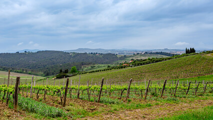 Obraz premium Vineyard landscape under cloudy sky in Tuscany with rolling hills and green fields