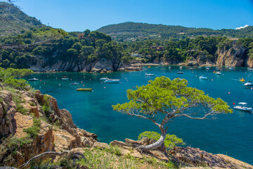 Obraz premium Trees at the coast of Costa Brava
