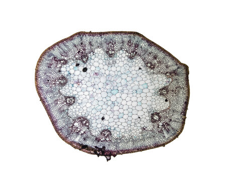 Cross-section slice of plant stem with intricate cellular pattern and purple-tinged edges