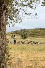 Flock of wild turkey birds in dry grass field with shepherd. Farm animals, rural scene