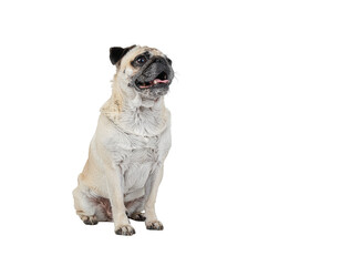 Obraz premium Pug sitting and looking animated movie with happy expression and clean white background