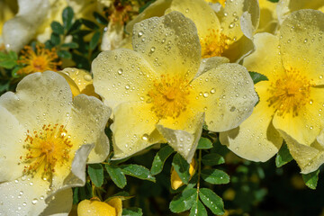 Bright Yellow Petal Roses With Dew Drops In Spring Garden Closeup Nature Beauty