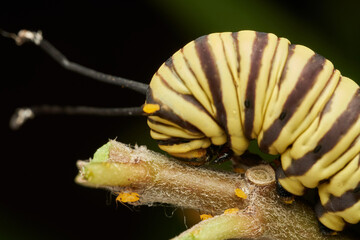 Close up monarch caterpillar showing vivid details