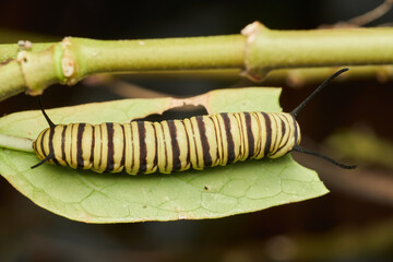 Close up monarch caterpillar showing vivid details
