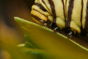 Monarch butterfly caterpillar detailed macro on green leaf