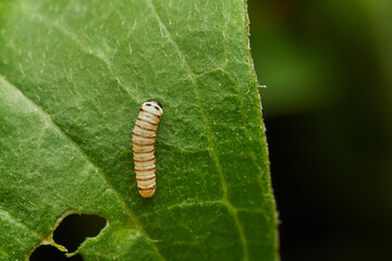 Monarch butterfly caterpillar detailed macro on green leaf