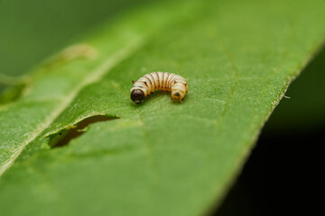 Close up monarch caterpillar showing vivid details