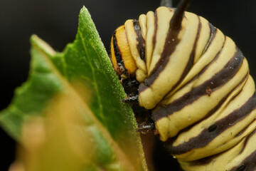 Close up monarch caterpillar showing vivid details