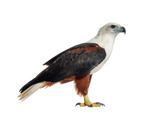 Fototapeta premium Angry red-yellow billed bird in profile with white plumage and dark wings perched stance