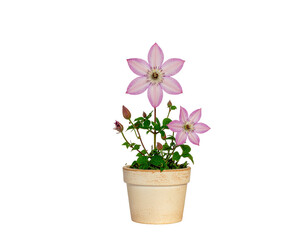 Fototapeta premium Potted pink clematis flowering plant in beige terracotta plant with delicate blooms and lush green foliage