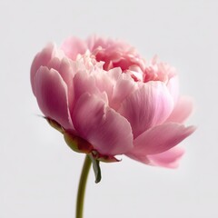 Delicate pink peony bloom on pristine white backdrop, studio shot