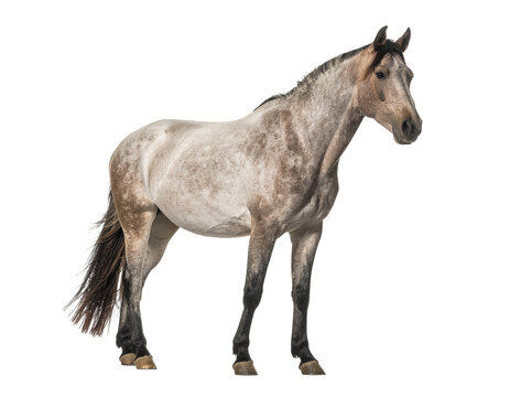 Gray appaloosa horse standing profile with detailed coat texture