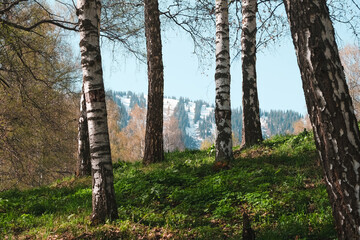A mountain landscape in spring, when the grass is already green among the trees in the foreground and snow is still lying on the far slopes. Almaty, Kazakhstan.