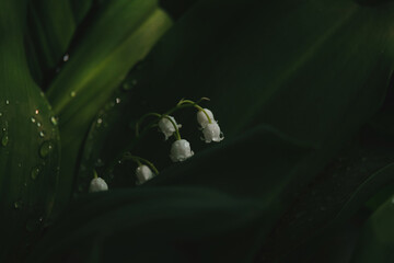 A delicate lily of the valley with dew drops. Close-up of white bluebells against a background of dark greenery. Ideal for topics related to nature, spring, freshness and botany.