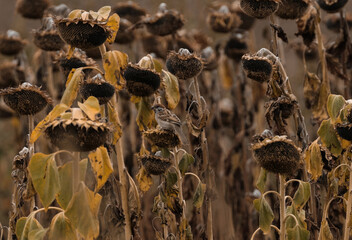 Close-up of a sparrow sitting on a dried sunflower in a field. The background is blurred. Theme: wildlife, autumn, harvest, birds, seeds, agriculture