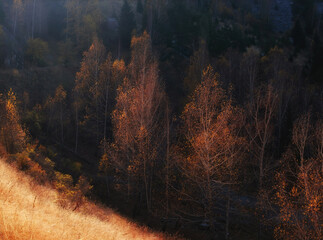 Bright autumn landscape with birch trees and dense forest. Sunlight highlights golden leaves on a dark background, creating a strong contrast and a cozy atmosphere.