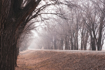 A foggy road surrounded by bare trees in late autumn or winter. A quiet, deserted landscape with dry grass and cloudy sky