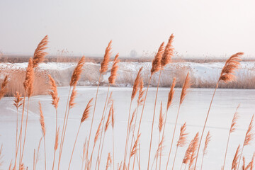 Winter landscape: close-up of dry reeds against the background of a frozen pond covered with snow. Quiet, peaceful nature. Soft tones, natural light