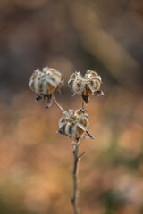 Close-up of cotton-like fibers on a hibiscus branch