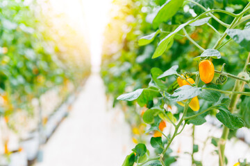 Bright yellow peppers growing in lush greenhouse environment