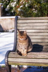 A tabby cat sits on a bench in a winter park. Sirius. Krasnodar Krai. Russia