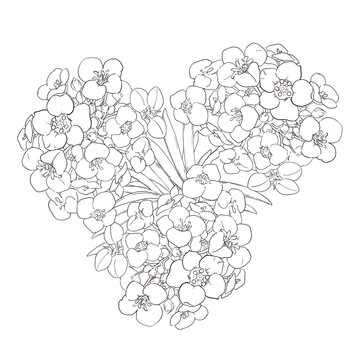 Thunberg spirea line art illustration, black and white spring flower sketch vector