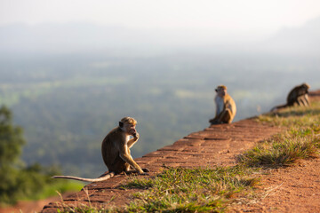 Wild monkey sitting on top of Sigiriya Rock in Sri Lanka. Tropical wildlife at ancient rock heritage site overlooking jungle landscape, representing nature, travel, and iconic Asian landmark.