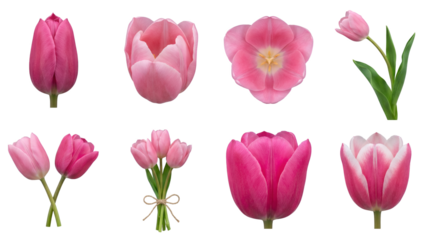 Pink tulip flower set including buds, open blossoms, top view, crossed stems, and bouquet tied with twine isolated. Spring floral decoration and wedding design collection.