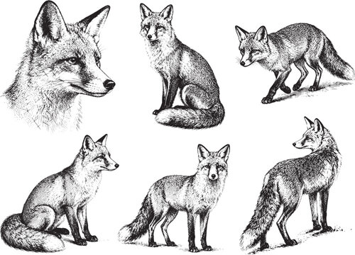 Hand drawn Fox illustration line set poses, detailed sketch vintage ink style